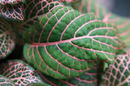 صورة Fittonia albivenis (Lindl. ex Veitch) R. K. Brummitt