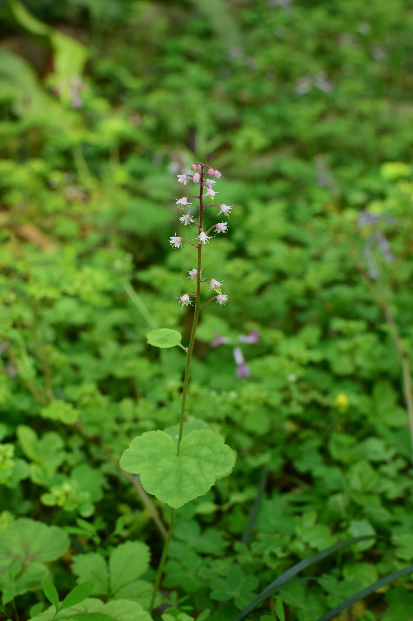 Image of Tiarella polyphylla D. Don