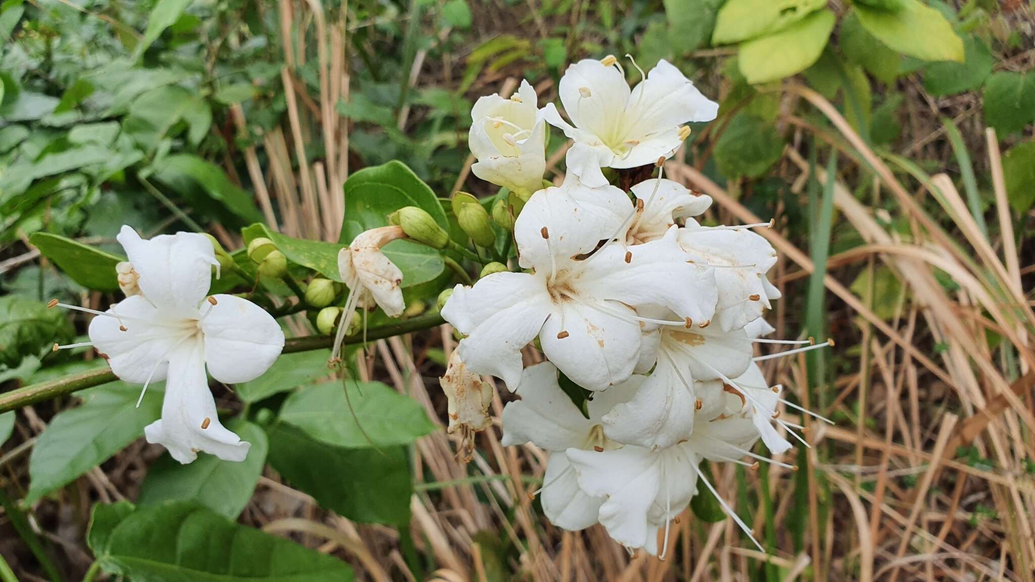 Imagem de Oxera splendida (F. Muell.) Gâteblé & Barrabé