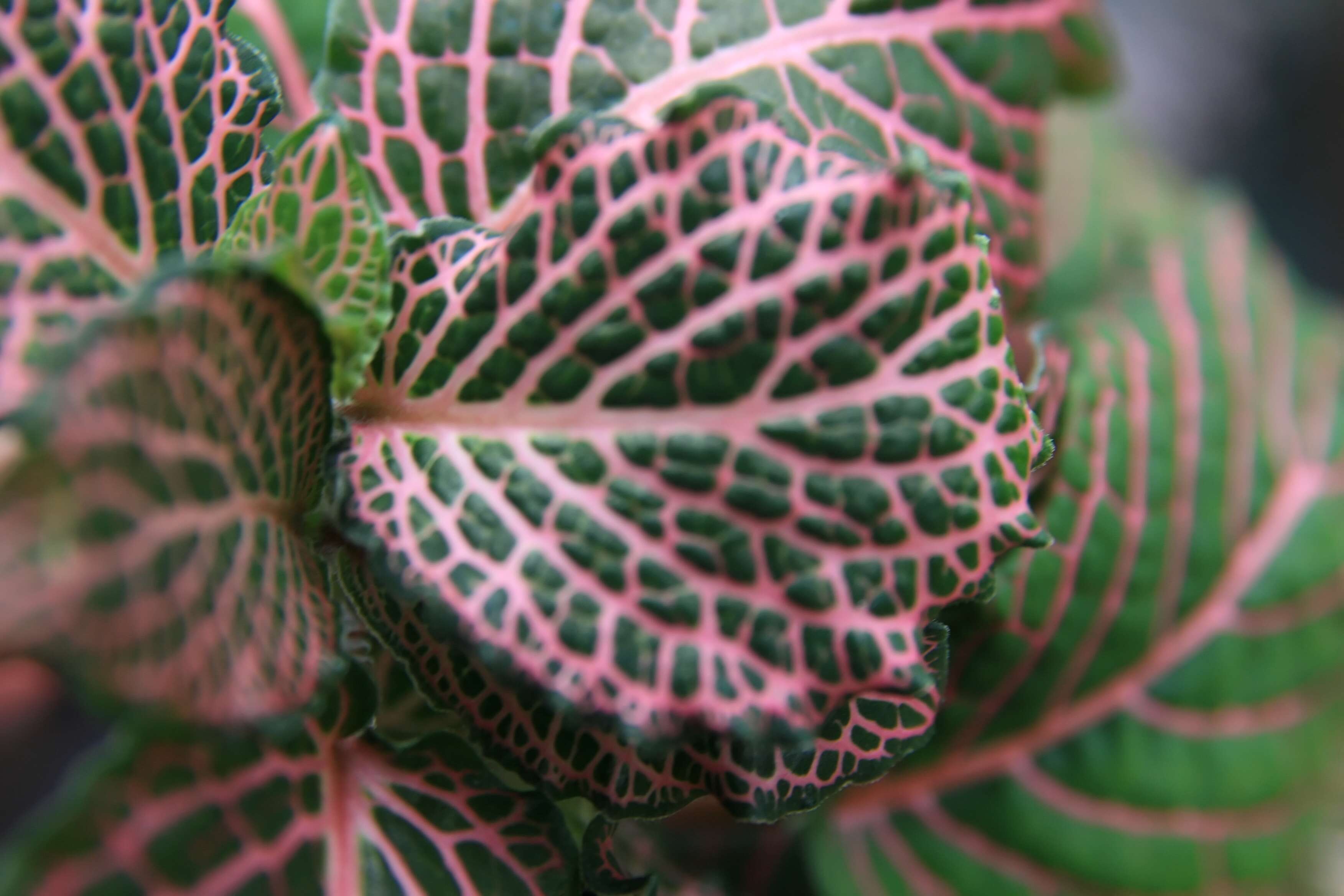 Fittonia albivenis (Lindl. ex Veitch) R. K. Brummitt resmi