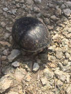 Image of Mississippi mud turtle