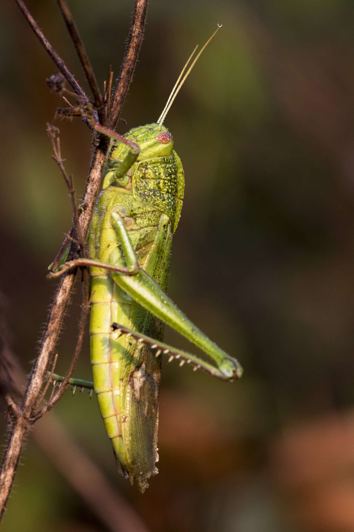 Chondracris bengalensis Mungai 1992的圖片