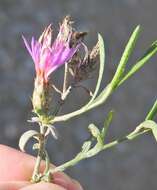 Image of Centaurea aristata Hoffmgg. & Link