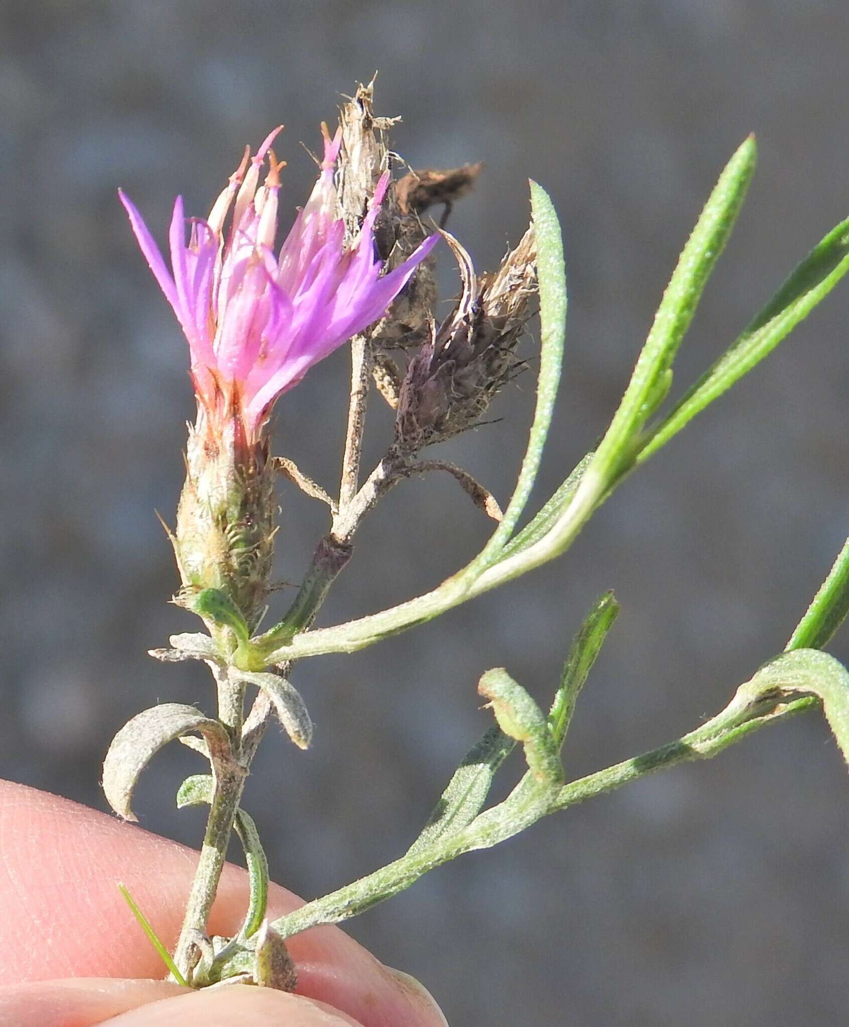 Image of Centaurea aristata Hoffmgg. & Link