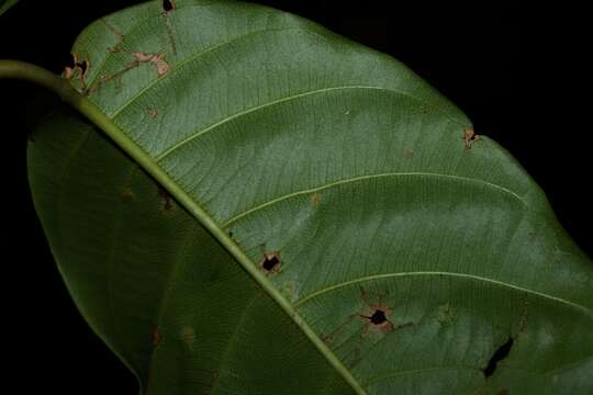 Plancia ëd Odontadenia puncticulosa (Richard) Pulle