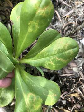 Image of Cucumber mosaic virus