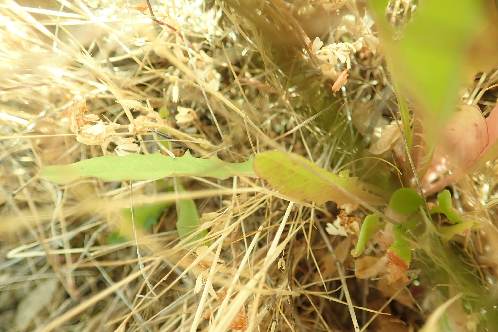 Image of smooth hawksbeard