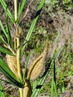 Слика од Gomphocarpus tomentosus Burch.