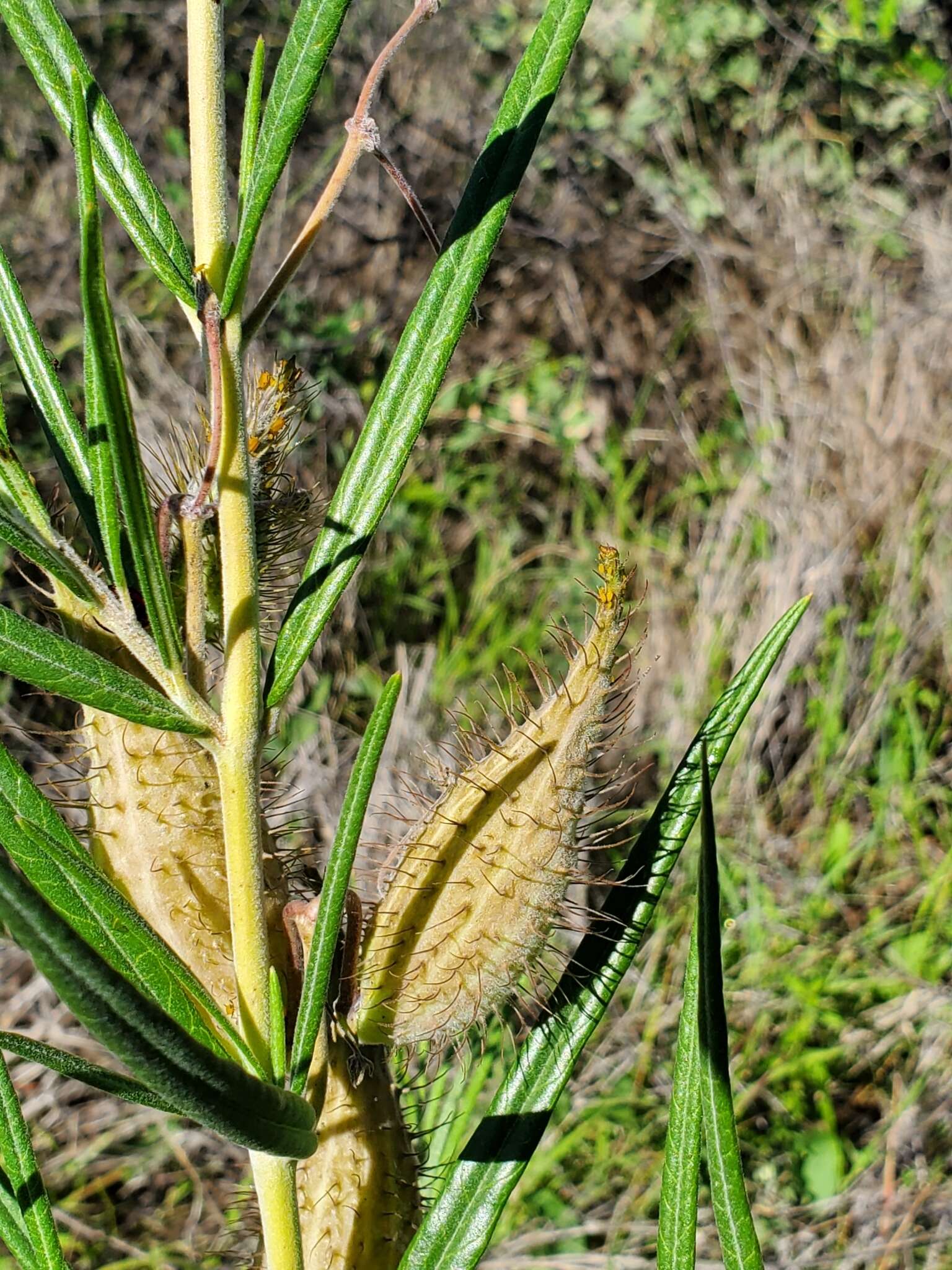 Слика од Gomphocarpus tomentosus Burch.