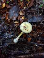 Image of Cortinarius aerugineoconicus E. Horak 1990