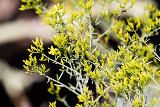 Image of broom snakeweed