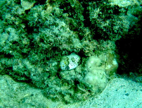 Image of Snowflake moray