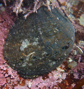 Image of Black Abalone