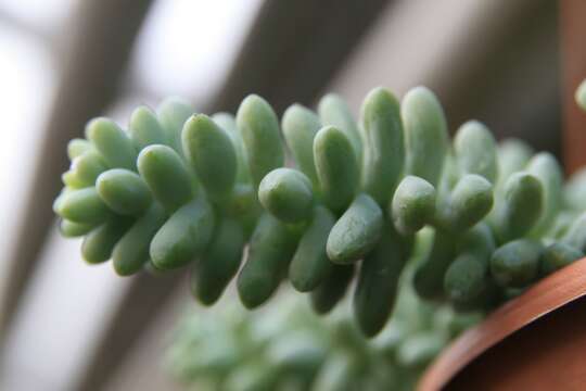 Image of Sedum morganianum Walther