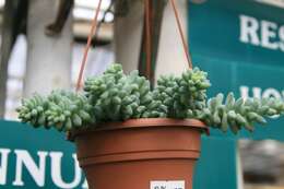 Image of Sedum morganianum Walther