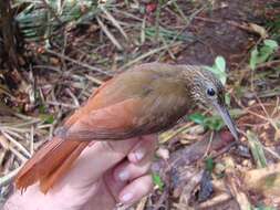 Image of Ocellated Woodcreeper