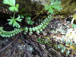 Image of Asplenium castaneum Schltdl. & Cham.