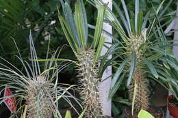 Image of Pachypodium lamerei Drake