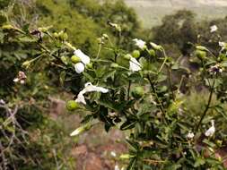 Imagem de Hibiscus meyeri subsp. transvaalensis (Exell) Exell