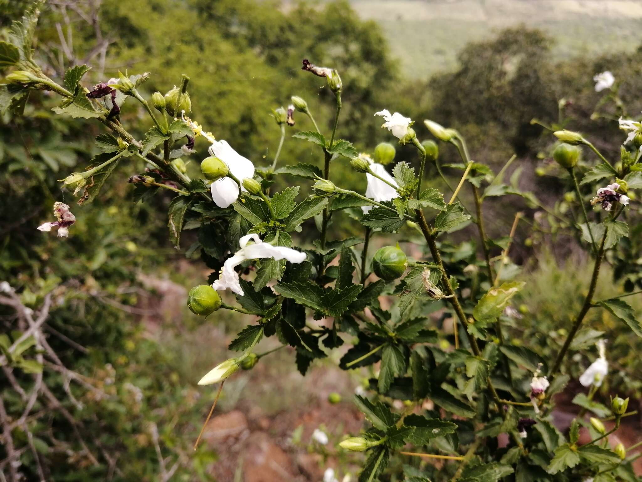 Imagem de Hibiscus meyeri subsp. transvaalensis (Exell) Exell