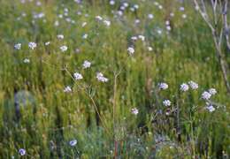 Image de Eriogonum pharnaceoides Torr.