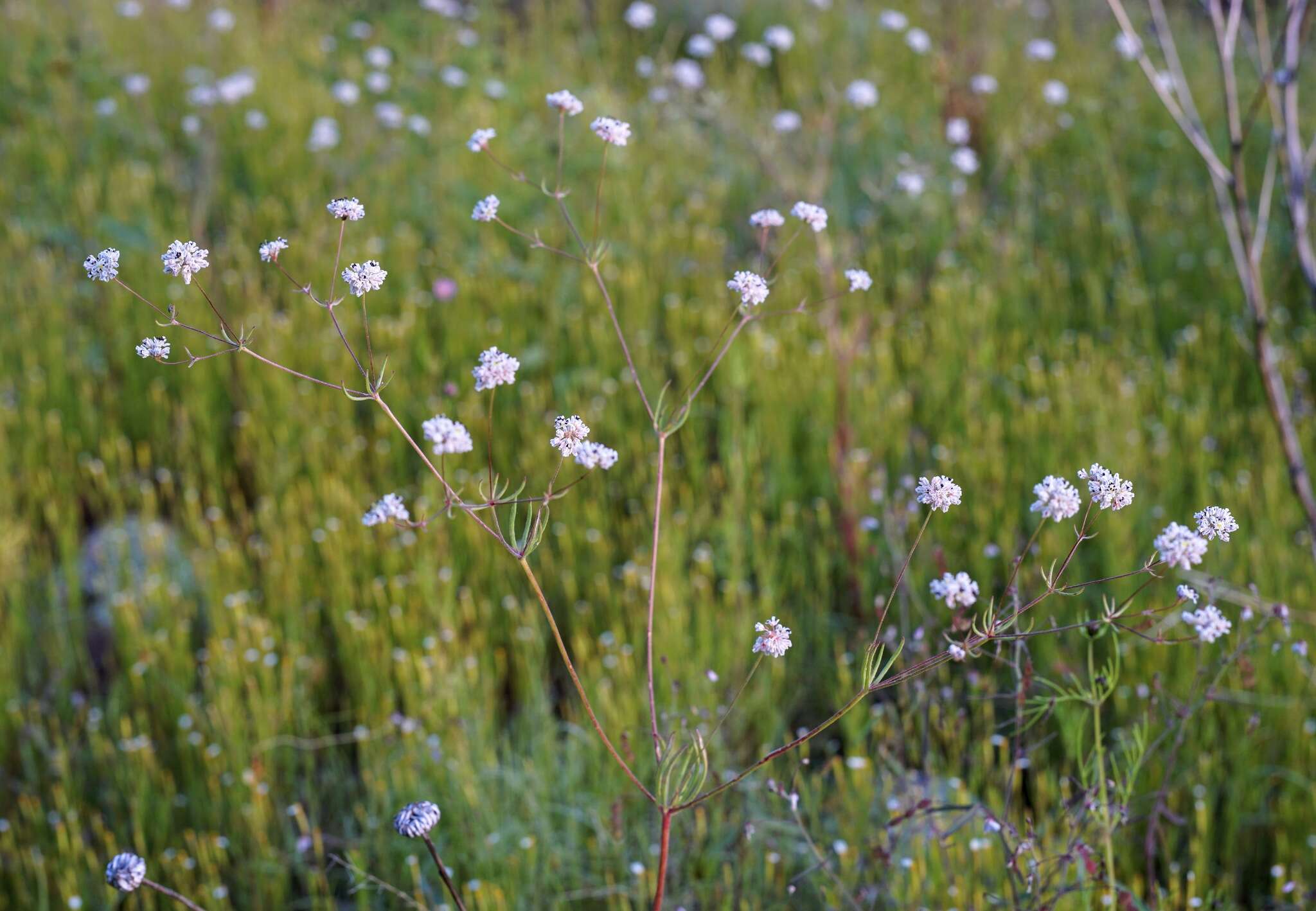 Image de Eriogonum pharnaceoides Torr.