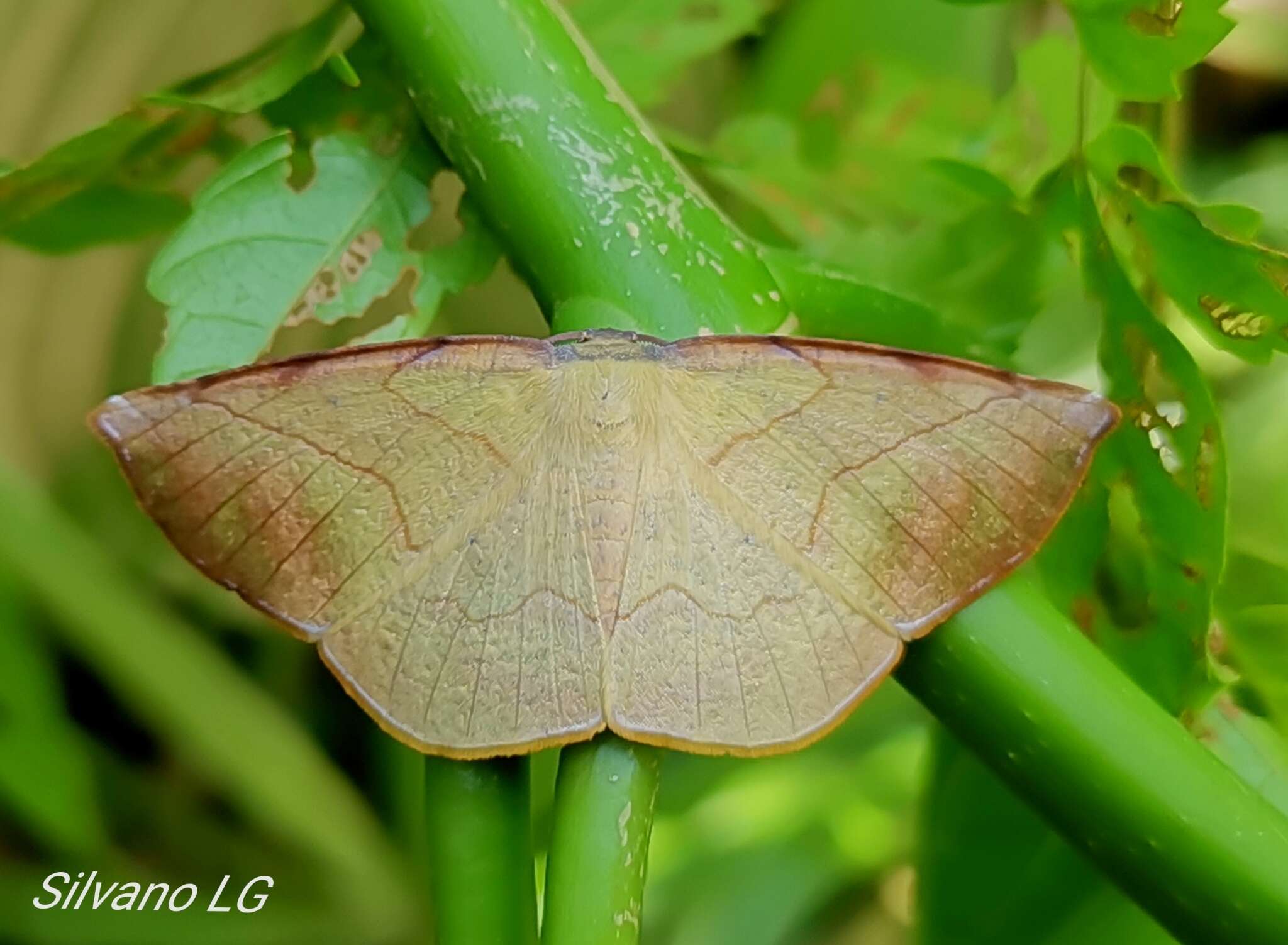 Image de Simopteryx torquataria Walker 1860