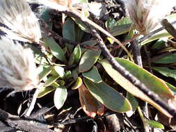 Image of Ptilotus seminudus (J. M. Black) J. M. Black