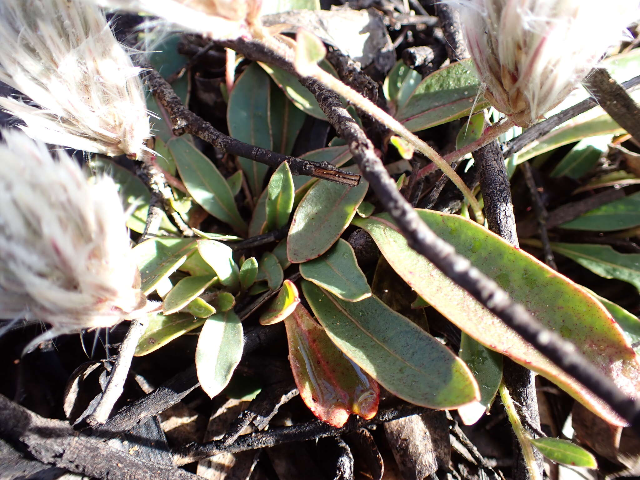 Image de Ptilotus seminudus (J. M. Black) J. M. Black