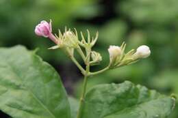 Image of Arabian jasmine