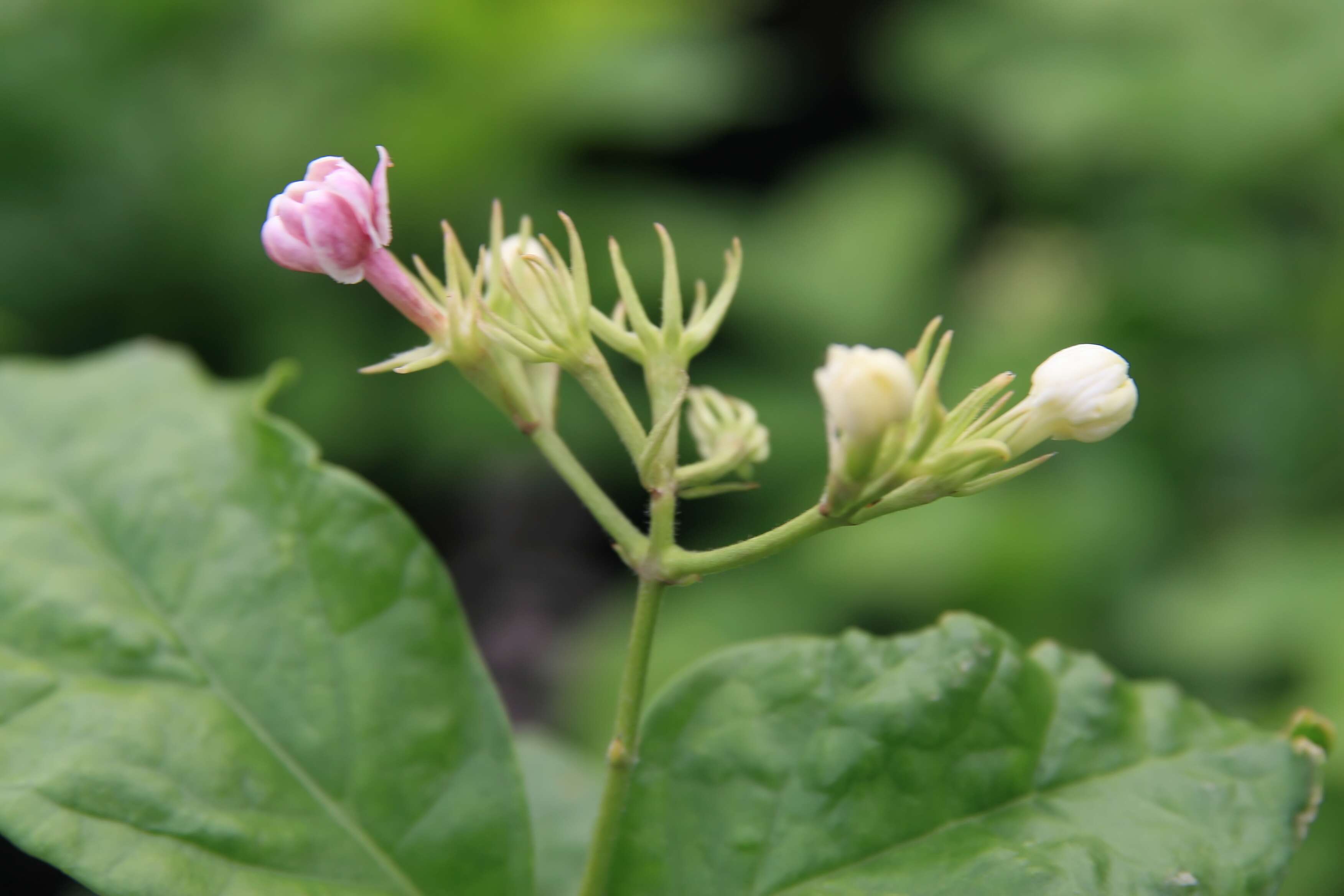 Image of Arabian jasmine