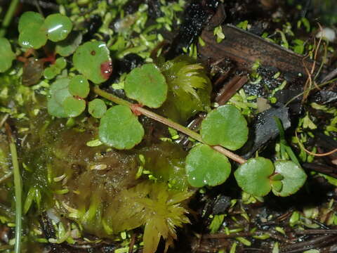 Image of Gonocarpus micranthus subsp. micranthus