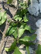 Image of Common forest ochna