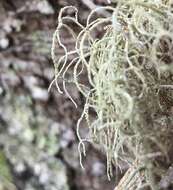 Image of Nit Beard Lichen