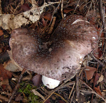 Image of Russula griseoviridis McNabb 1973