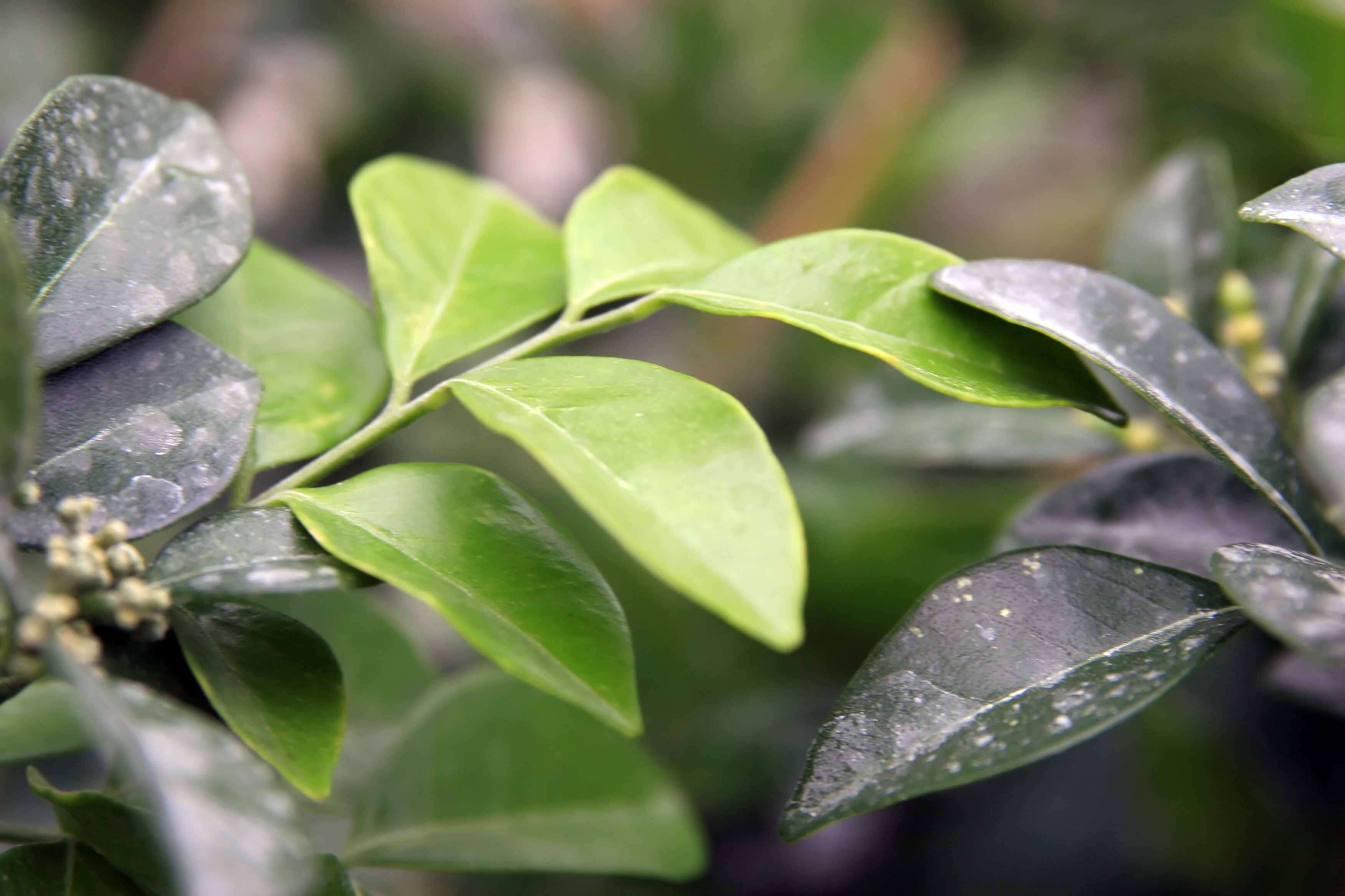 Image de Murraya paniculata (L.) Jacq.