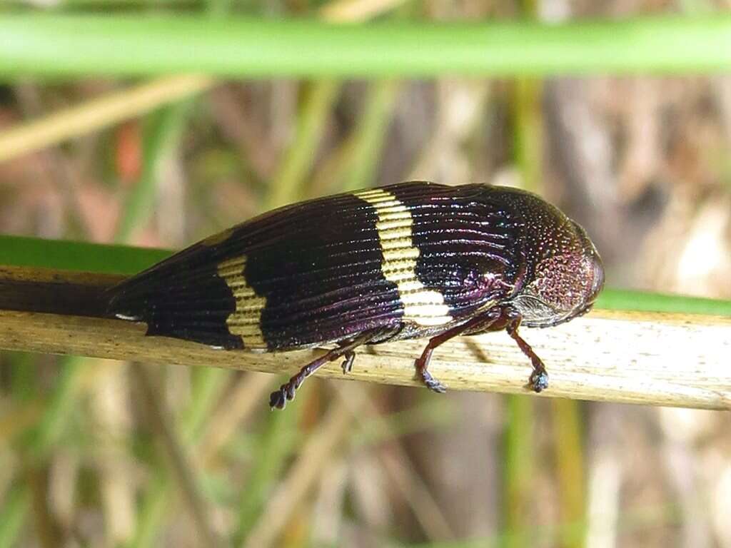 Слика од Astraeus navarchis (Thomson 1856)