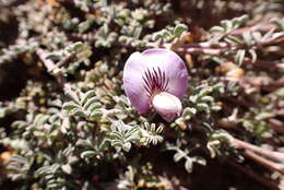 Image of Adesmia parvifolia Phil.