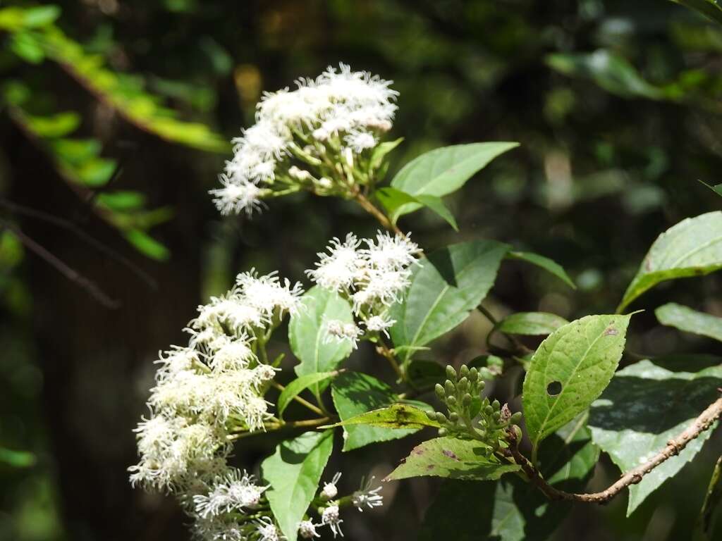 Image of Ageratina pichinchensis (Kunth) R. King & H. Rob.