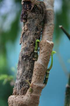 Imagem de Polyscias fruticosa (L.) Harms