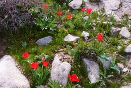 Image of Tulipa fosteriana W. Irving