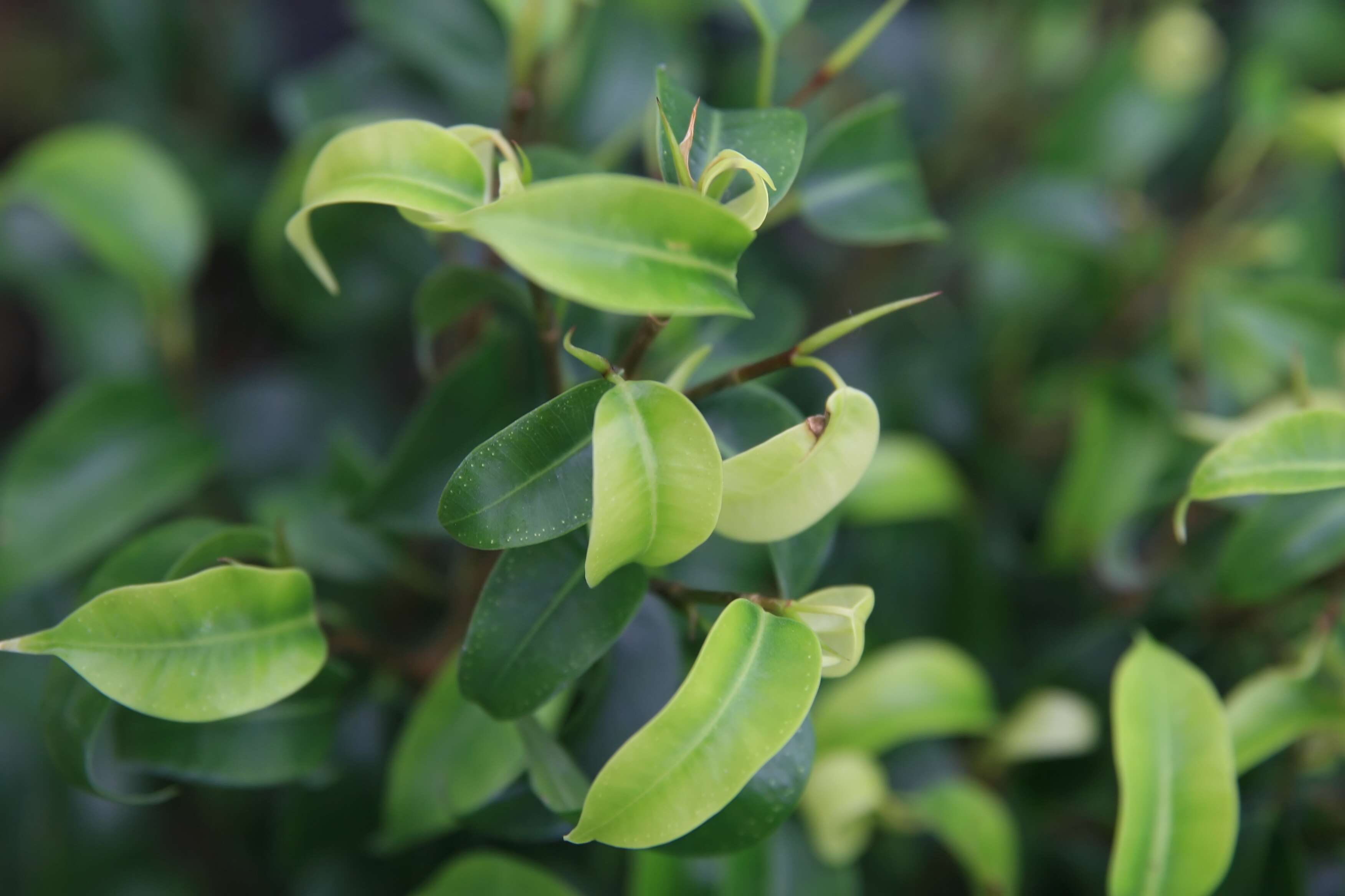 Imagem de Ficus benjamina L.