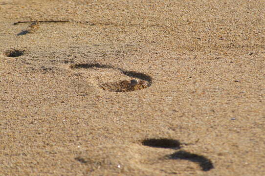 Image of Gulf ghost crab