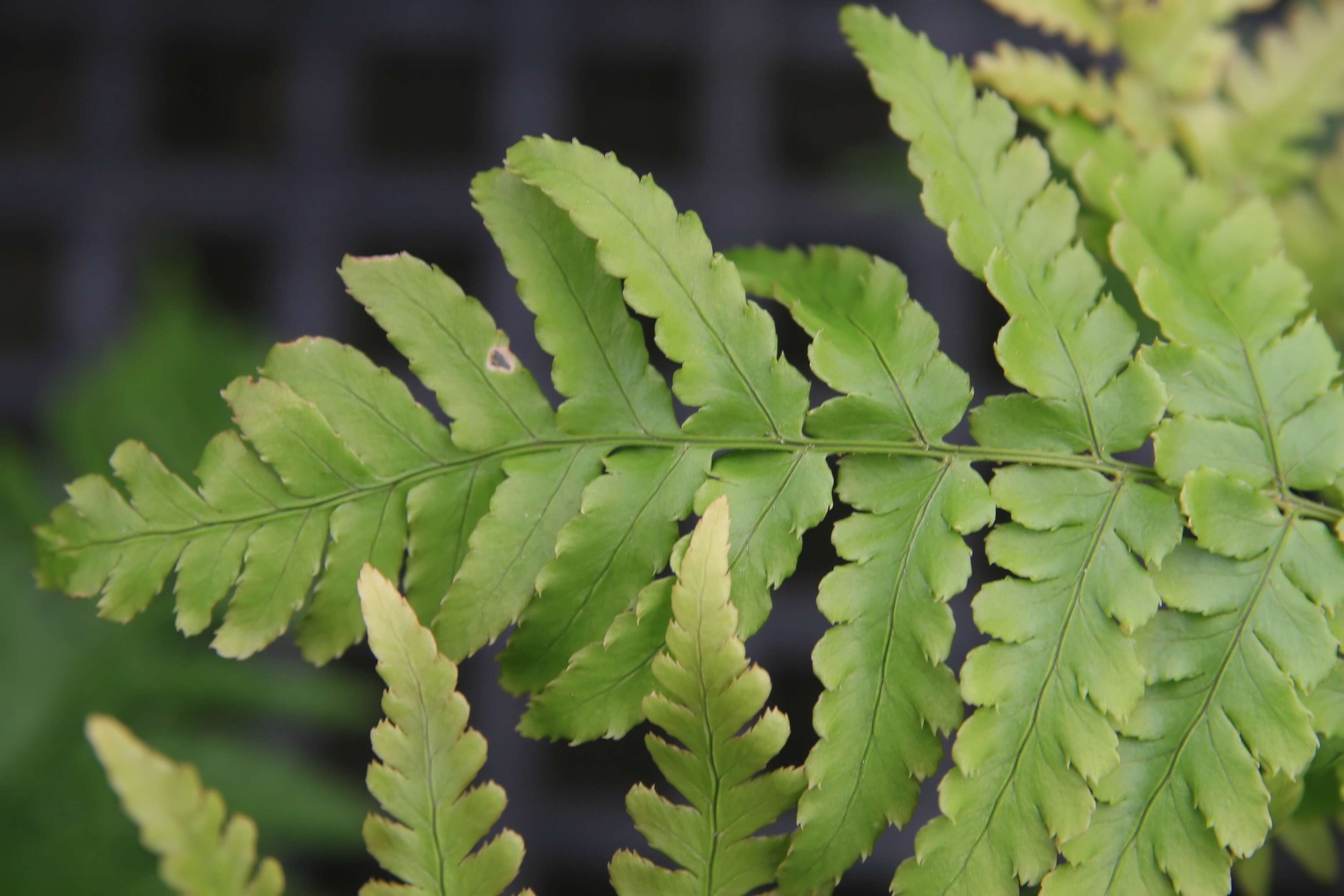 Image de Dryopteris erythrosora (D. C. Eat.) O. Kuntze