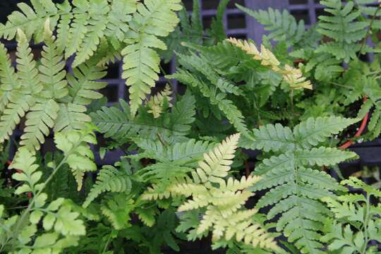 Image de Dryopteris erythrosora (D. C. Eat.) O. Kuntze