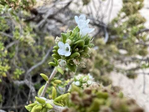 صورة Thymus carnosus Boiss.