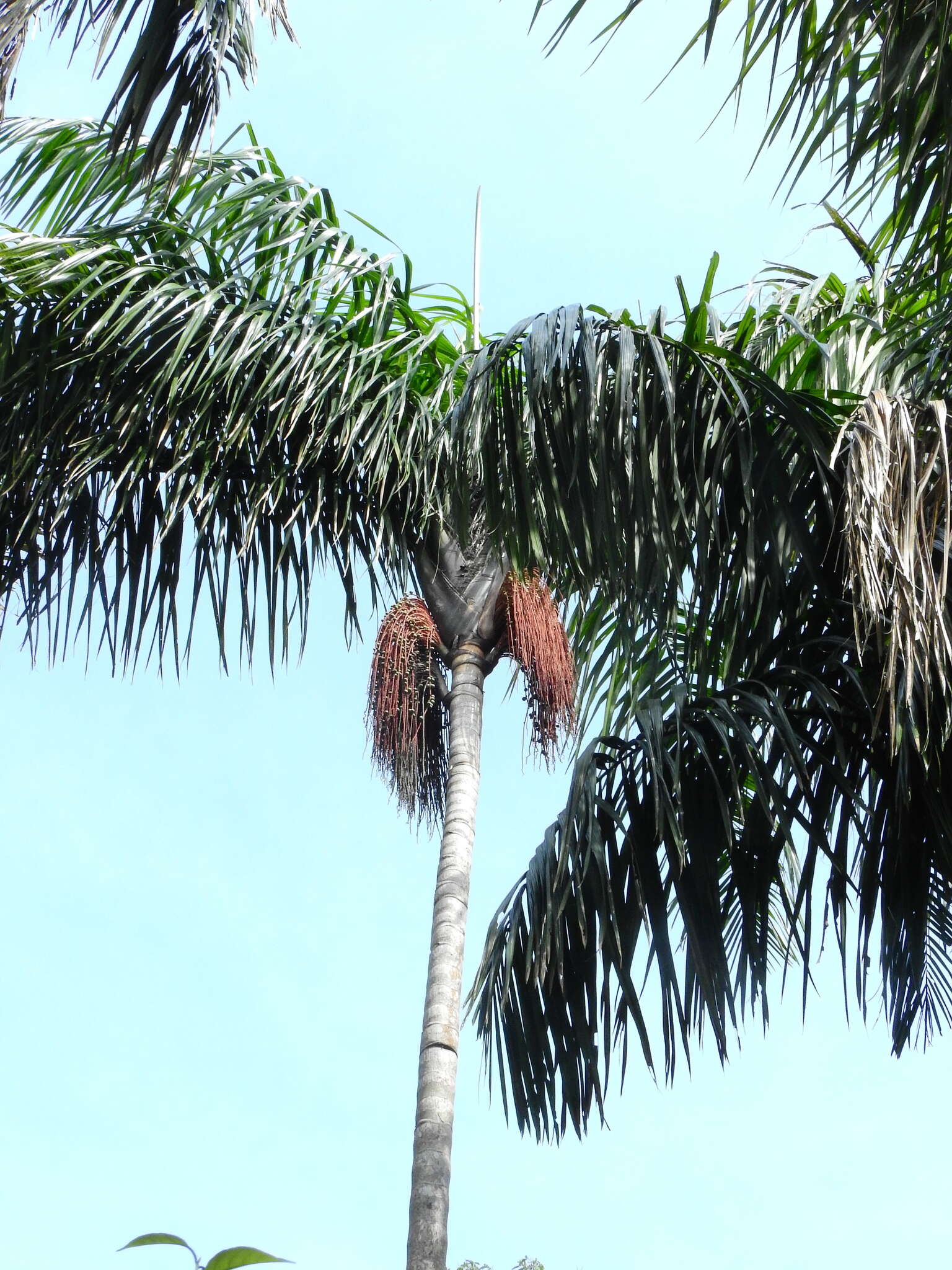 Imagem de Oenocarpus distichus Mart.