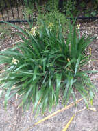 Image of stinking iris