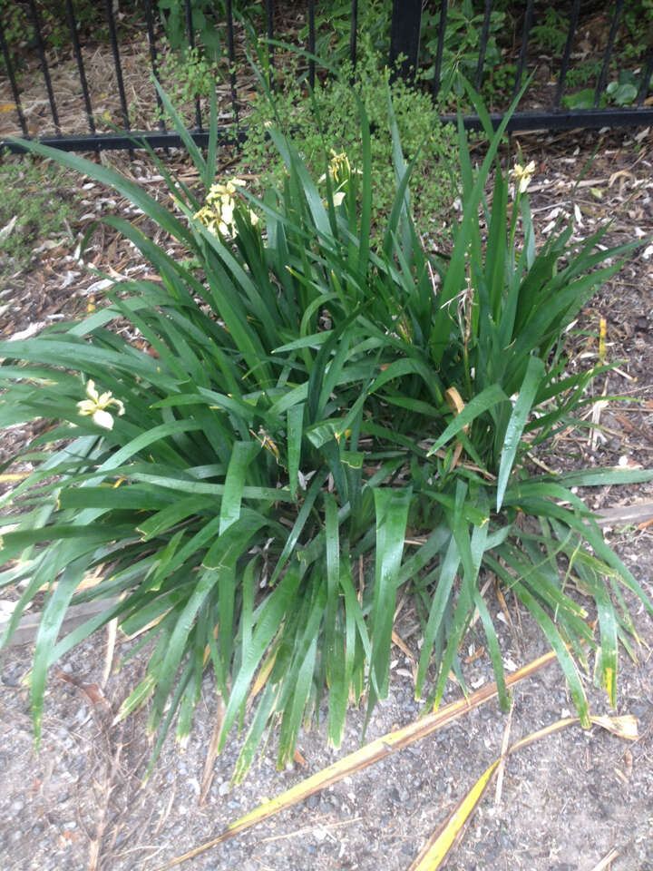 Image of stinking iris