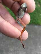 Image of Eastern Dwarf Tree Frog